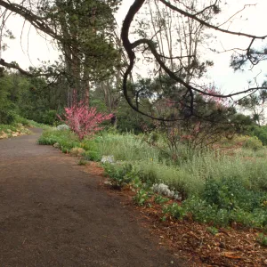 Meadow, east path looking south