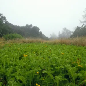 Meadow in fog