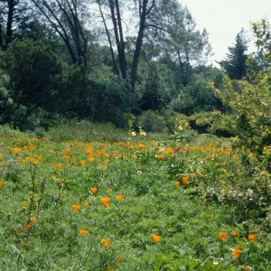 Meadow, looking east