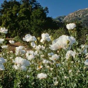 Porter Trail with Matilija poppies