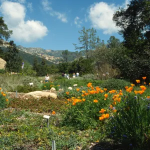 Meadow, looking north