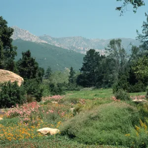 Meadow, ground cover display