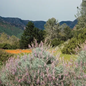 Meadow looking north