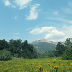 Meadow, looking north