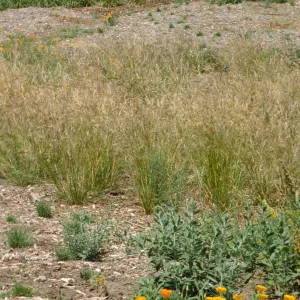 Meadow plantings