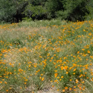 Meadow with California poppies