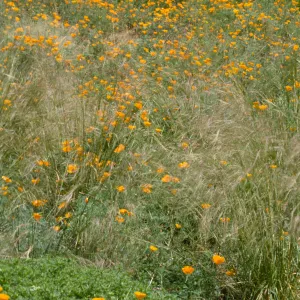 Meadow