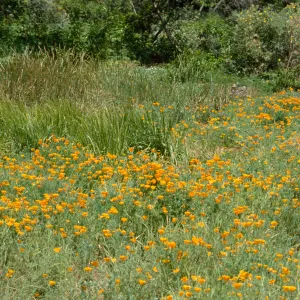 Meadow with poppies