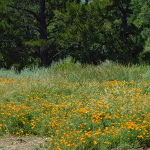 Meadow