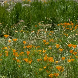 Meadow