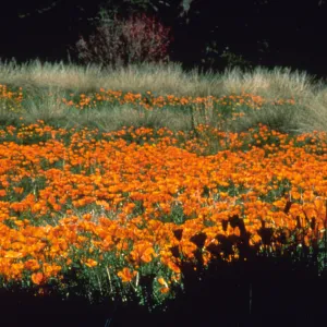 poppies in the Meadow
