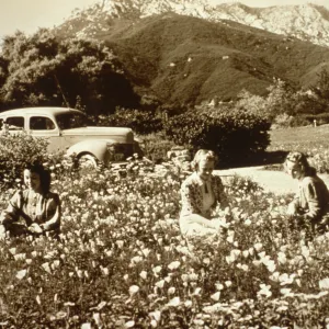 Meadow with car & visitors