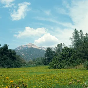 Meadow in bloom