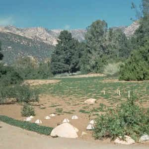 western edge of Meadow, newly planted