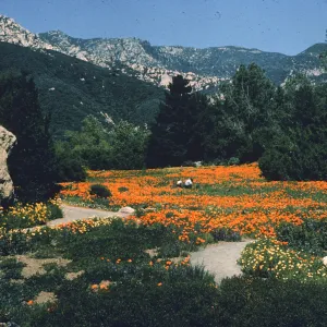 Meadow with poppies in bloom
