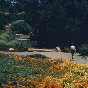lower Meadow in bloom, with old Entrance steps