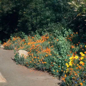 Meadow path with mixed border planting