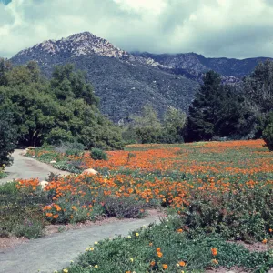 Meadow, with poppies, mountain view