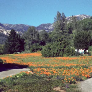 Meadow, with visitors