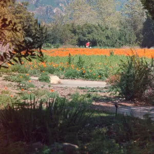 Poppies in the Meadow