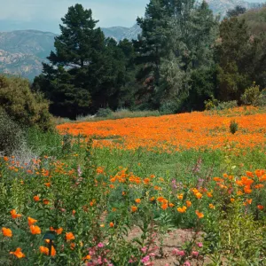 Meadow, with poppies