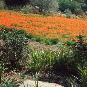 Meadow with poppies