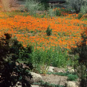 Meadow with poppies in bloom