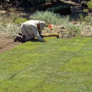 Installing the new Meadow lawn