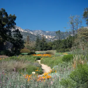 Ground cover display, with a view to the mountains