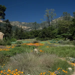 Ground cover display, mountain view