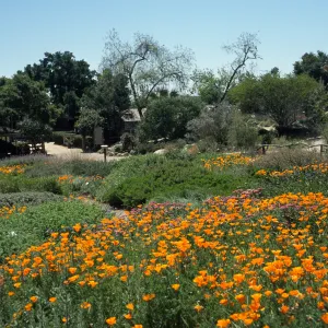 Ground cover display, view to the courtyard