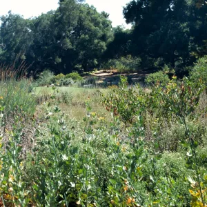 Lawn, from upper east end of Meadow