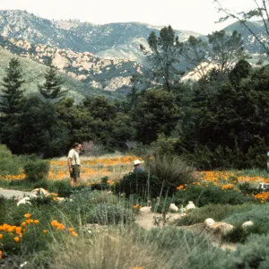 Painting in Meadow