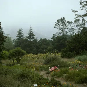 Ground Cover Display and lower Meadow