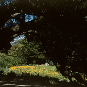 Poppies in the Meadow, from under the Meadow Oaks (Coastal Live Oak)