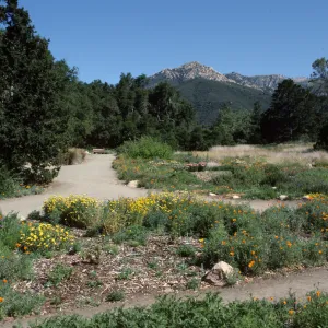 Meadow, looking north