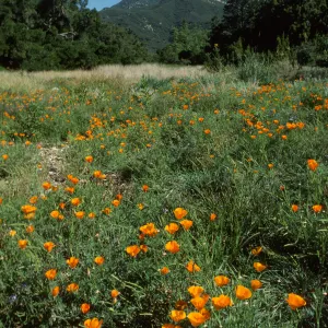 Poppies in Meadow, La Cumbre Peak