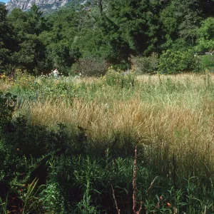 Meadow