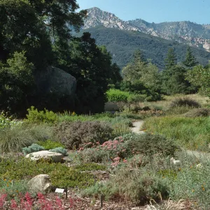 Ground cover display with a view to the mountains