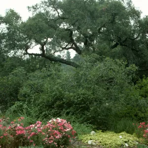 Ground cover display, viewing northeast from bottom of Meadow (Coastal Live Oak)