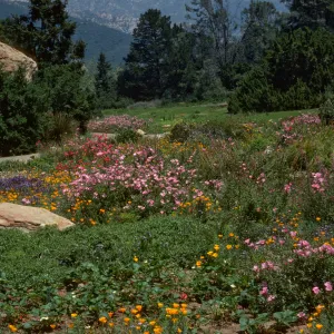 Ground Cover Display, Meadow