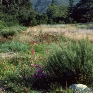 Meadow