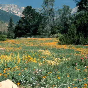 wildflowers in the Meadow, looking north