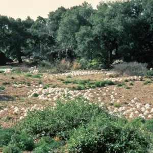 new plantings in the Meadow, viewing south