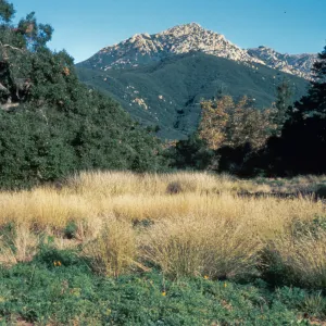 Meadow, view to La Cumbre Peak