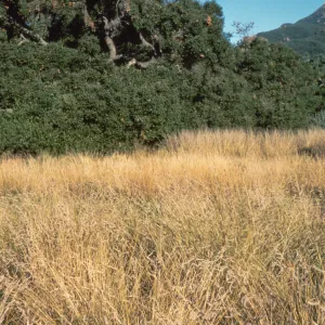 grasses in the Meadow