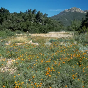 Meadow, looking north to La Cumbre Peak