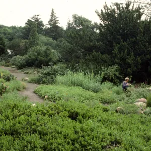 Meadow