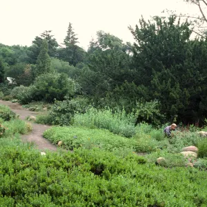 Meadow