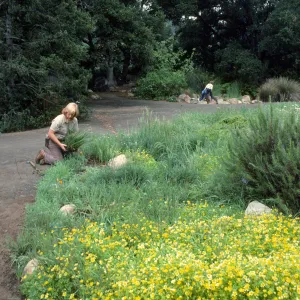 Meadow planting, gardener